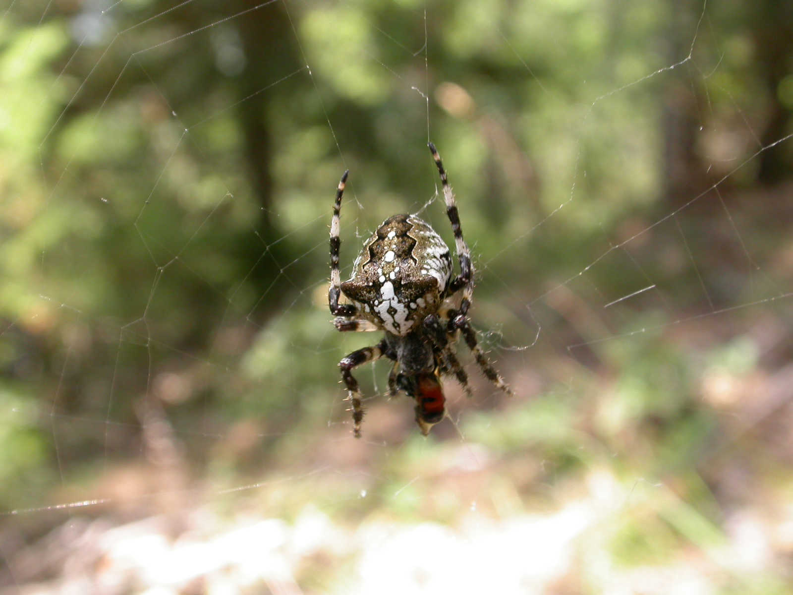 Çarkıfelek Örümceği - Araneus sp.